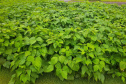 IDR-Paraná apresenta novas cultivares de feijão no Show Rural