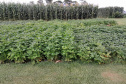 IDR-Paraná apresenta novas cultivares de feijão no Show Rural