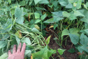 IDR-Paraná apresenta novas cultivares de feijão no Show Rural