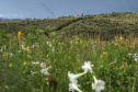 Pesquisadores botânicos percorrem diversas áreas protegidas no Paraná em busca de espécies ameaçadas da flora