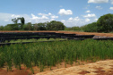 Sanepar implanta solução baseada na natureza para tratar lodo de esgoto de Santa Helena