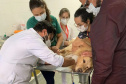 Laboratório especializado em transfusão de sangue em cães e gatos pede novos doadores