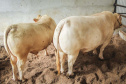 IDR-Paraná e associação de criadores realizam exposição da raça Purunã no Show Rural