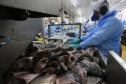 Paraná lidera produção e exportação nacional de carne de peixe