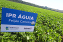 Lançamento do Feijão IPR Águia, em Ponta Grossa
