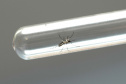 Estado estabelece frente de combate à dengue para intensificar ações em todo o Estado