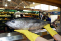 Sesa orienta sobre cuidados ao escolher o pescado para a Sexta-feira Santa   