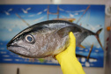 Sesa orienta sobre cuidados ao escolher o pescado para a Sexta-feira Santa   