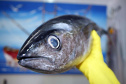 Sesa orienta sobre cuidados ao escolher o pescado para a Sexta-feira Santa   