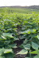 Matéria especial Samar - Agricultor Mangueirinha