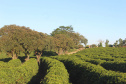 Visita técnica do Sistema Estadual de Agricultura a propriedades de café em Carlópolis