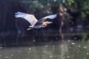 Dia da Biodiversidade: união do Estado com universidades amplia cuidado com a fauna silvestre