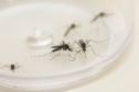Sesa alerta para sintomas da dengue e importância do tratamento adequado 