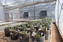 Alta tecnologia de nova casa de vegetação da Agronomia aumentará qualidade de experimentos 