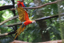 aves