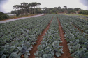 São José dos Pinhais, 
