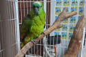 Aves IAT