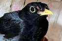 Aves IAT