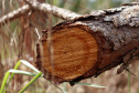  o Instituto Água e Terra estabeleceu novos procedimentos para o cultivo para fins comerciais de pinus, gramíneas, árvores frutíferas, plantas ornamentais e para sombreamento e acácia-negra, todas consideradas plantas exóticas invasoras no Paraná