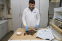 Técnicos do Tecpar analisam as amostras coletadas de abelhas mortas e favos  para  identificar se há resíduos de agrotóxicos.