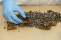Técnicos do Tecpar analisam as amostras coletadas de abelhas mortas e favos  para  identificar se há resíduos de agrotóxicos.