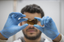 Técnicos do Tecpar analisam as amostras coletadas de abelhas mortas e favos  para  identificar se há resíduos de agrotóxicos.