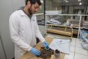 Técnicos do Tecpar analisam as amostras coletadas de abelhas mortas e favos  para  identificar se há resíduos de agrotóxicos.