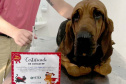 Com iniciativas do Estado, doação de sangue canina salva vidas e previne o agravamento de doenças.