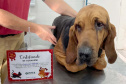 Com iniciativas do Estado, doação de sangue canina salva vidas e previne o agravamento de doenças.