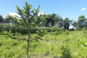 Produtor de Campo Largo investe no cultivo de araucária enxertada