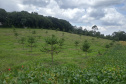 Produtor de Campo Largo investe no cultivo de araucária enxertada