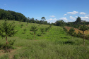 Produtor de Campo Largo investe no cultivo de araucária enxertada