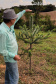 Produtor de Campo Largo investe no cultivo de araucária enxertada