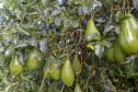 AGRO