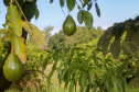 AGRO