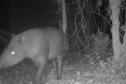 Estudo registra populações de grandes mamíferos em áreas da Copel na Serra do Mar