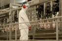 Líder nacional na produção de carne de frango, Paraná bate novo recorde trimestral