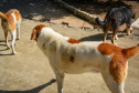 Cães de rua do Complexo Penitenciário de Piraquara recebem atendimento básico e participarão da feira de adoção da Universidade Positivo, em Curitiba