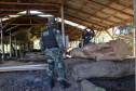 Polícia Militar apreende mais de 490 metros cúbicos de madeira ilegal durante operação