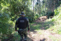 Polícia Militar apreende mais de 490 metros cúbicos de madeira ilegal durante operação