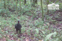 Estudo registra populações de grandes mamíferos em áreas da Copel na Serra do Mar