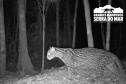 Estudo registra populações de grandes mamíferos em áreas da Copel na Serra do Mar