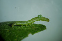 Pragas agrícolas: aplicativo facilita identificação de inimigos naturais