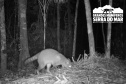Estudo registra populações de grandes mamíferos em áreas da Copel na Serra do Mar