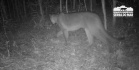 Estudo registra populações de grandes mamíferos em áreas da Copel na Serra do Mar