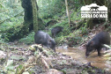 Estudo registra populações de grandes mamíferos em áreas da Copel na Serra do Mar