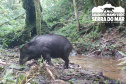 Estudo registra populações de grandes mamíferos em áreas da Copel na Serra do Mar