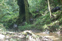 Estudo registra populações de grandes mamíferos em áreas da Copel na Serra do Mar
