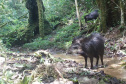 Estudo registra populações de grandes mamíferos em áreas da Copel na Serra do Mar