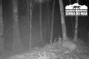 Estudo registra populações de grandes mamíferos em áreas da Copel na Serra do Mar